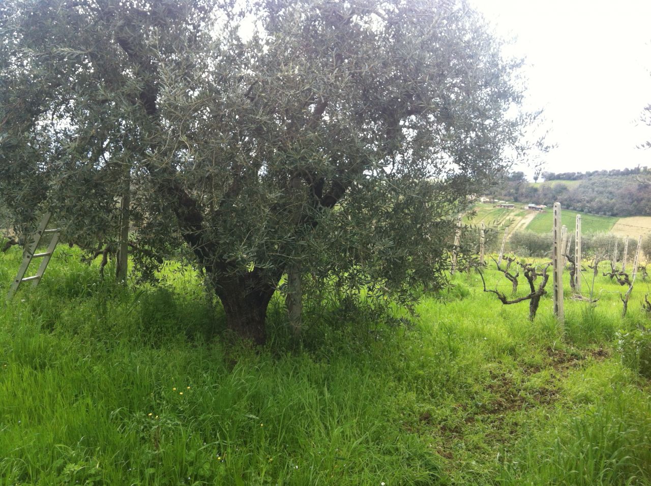 Villa in vendita a Castorano