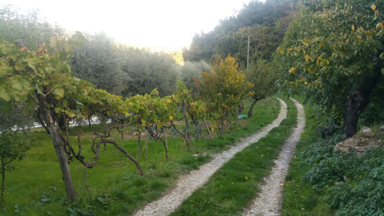 Casa colonica in vendita a Ascoli Piceno, P.ta Cartara