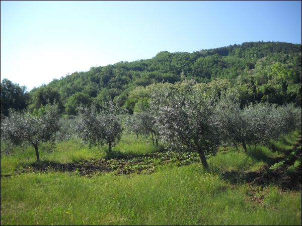 Agricolo in vendita a Ascoli Piceno, Rosara