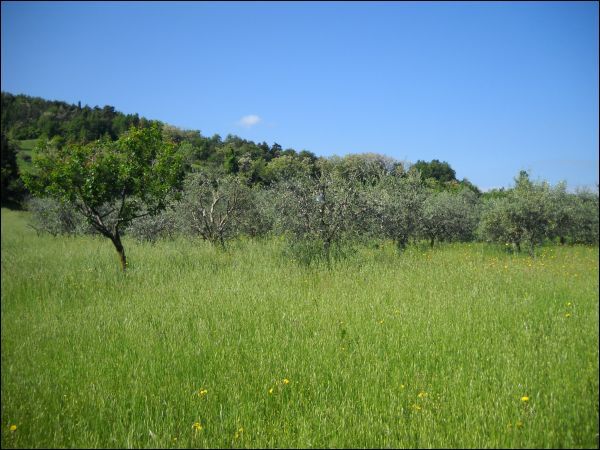 Agricolo in vendita a Ascoli Piceno, Rosara