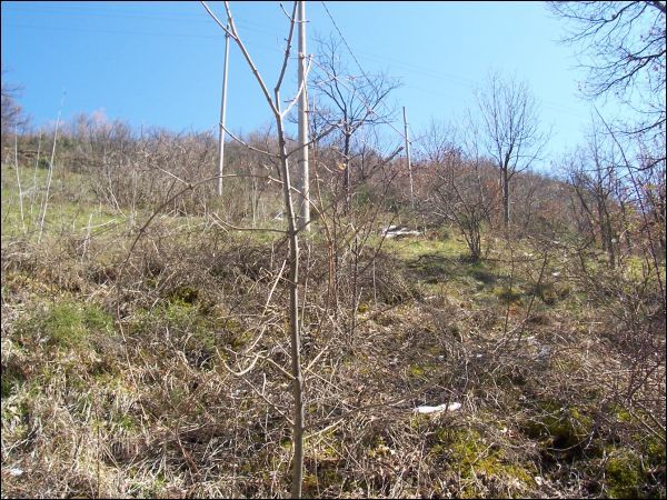 Casa indipendente in vendita a Acquasanta Terme
