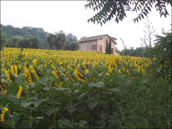 Casa colonica in vendita a Montedinove