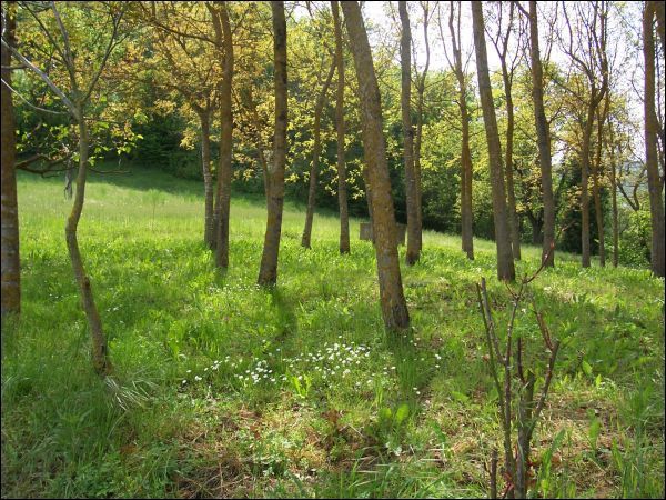 Casa indipendente in vendita a Roccafluvione