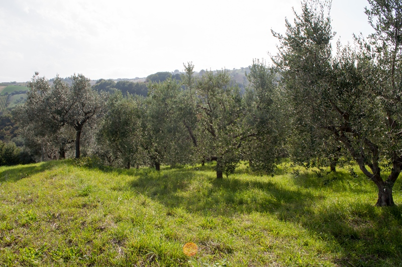 immagine annuncio 6 di 10