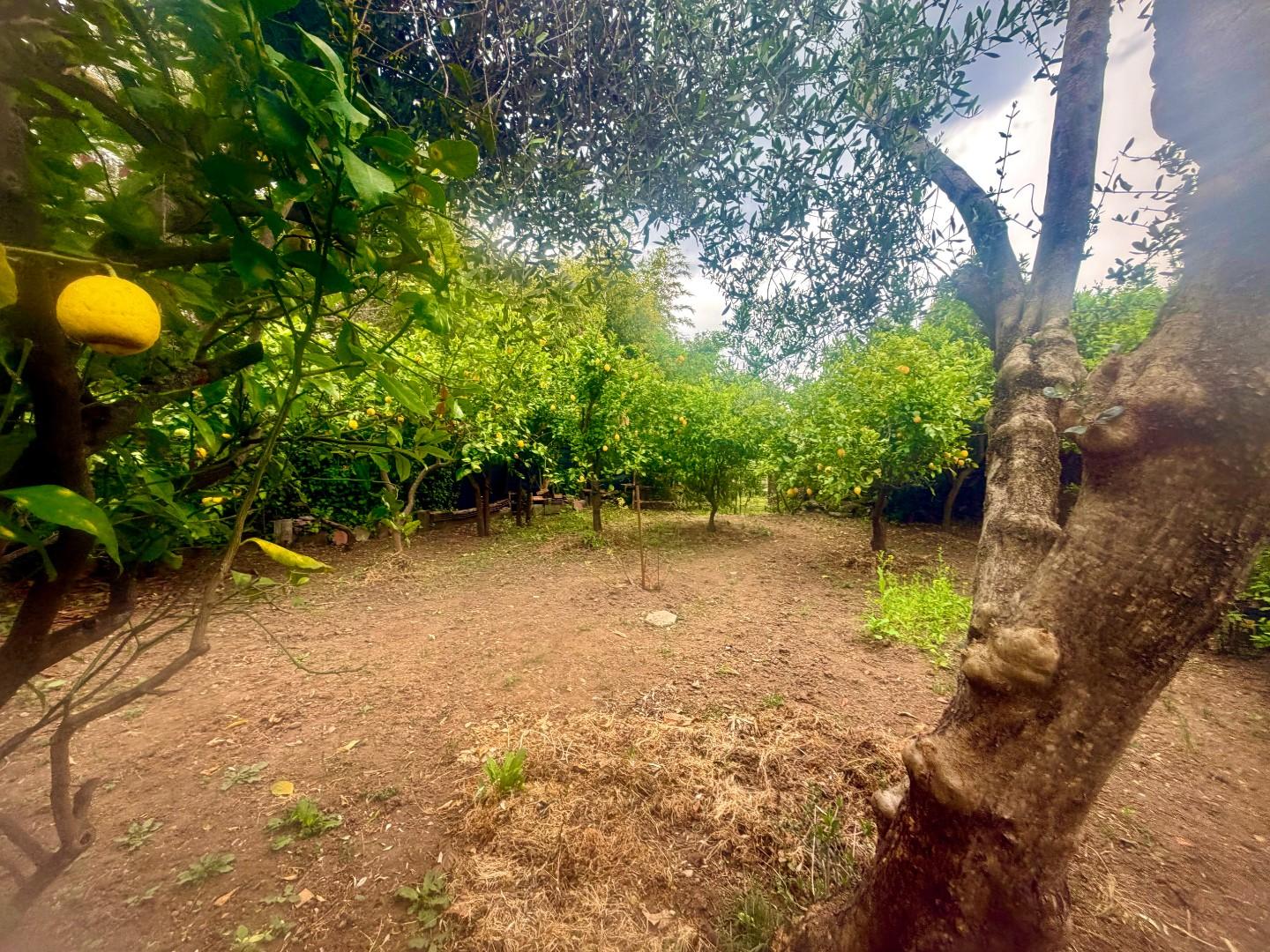 Casa indipendente con giardino, Massa ortola