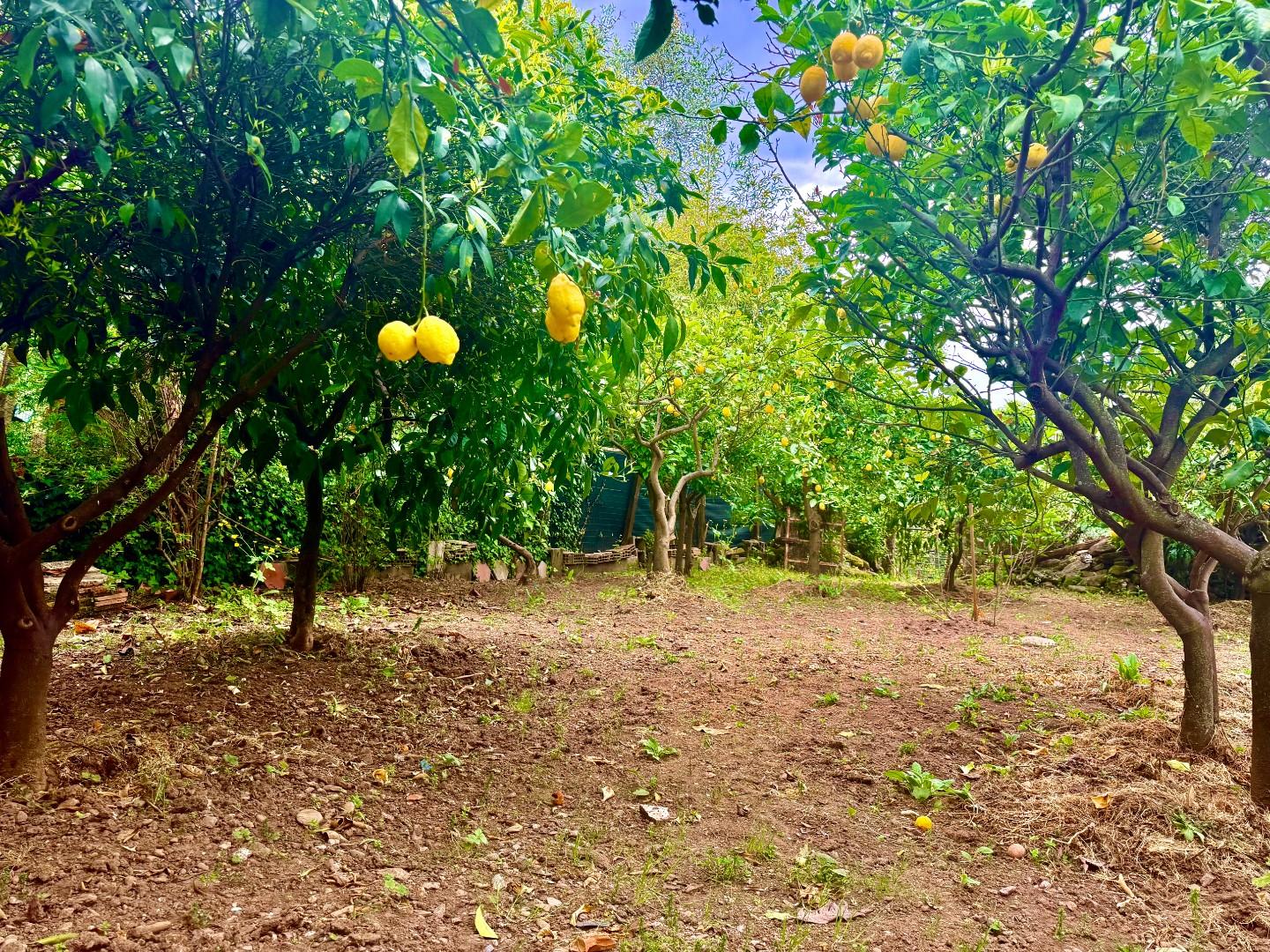 Casa indipendente con giardino, Massa ortola