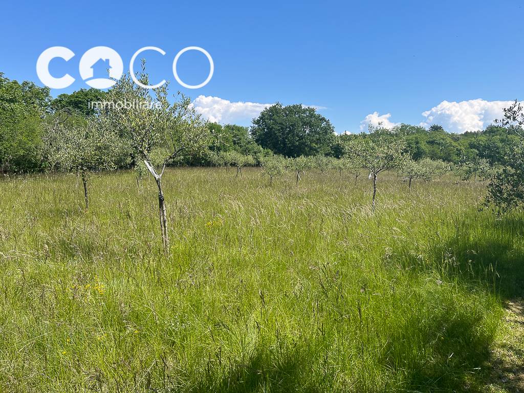 Terreno Agricolo in vendita a Sagrado