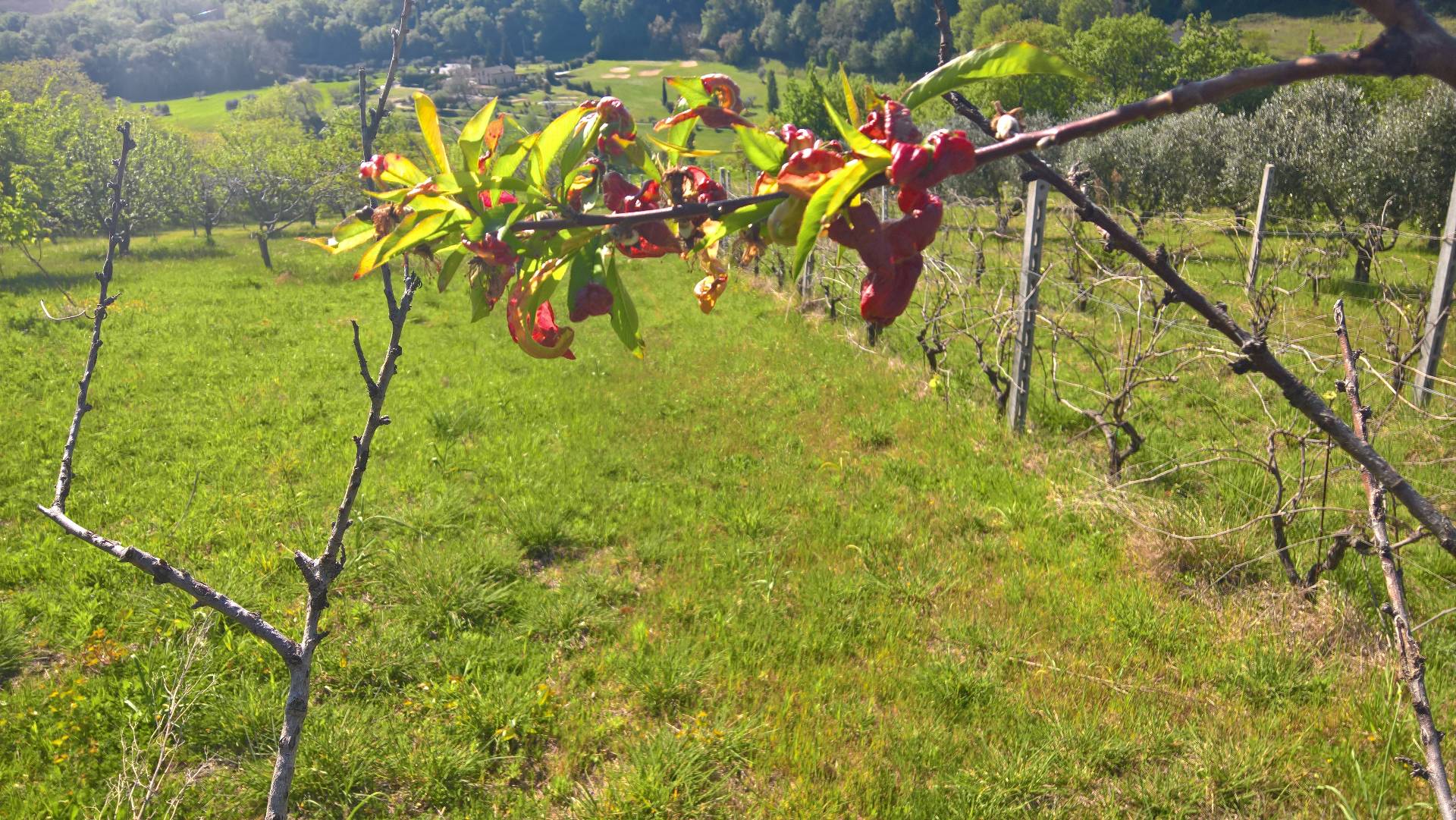 Rustico in vendita a Montefiore dell'Aso, San Giovanni
