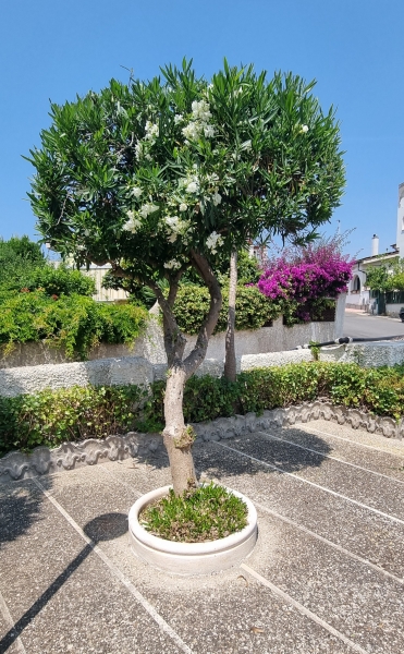immagine annuncio 1 di 6