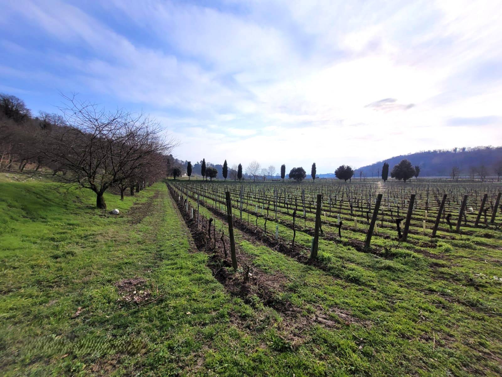 Terreno Agricolo in vendita a Cazzago San Martino, Bornato