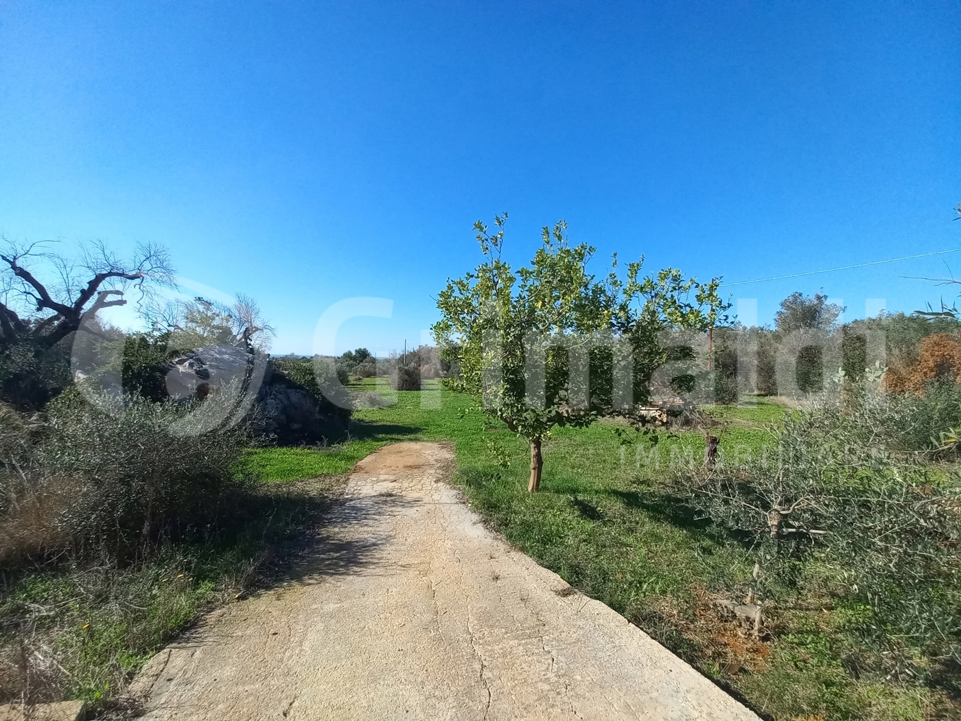 Terreno Agricolo vista mare a Ugento