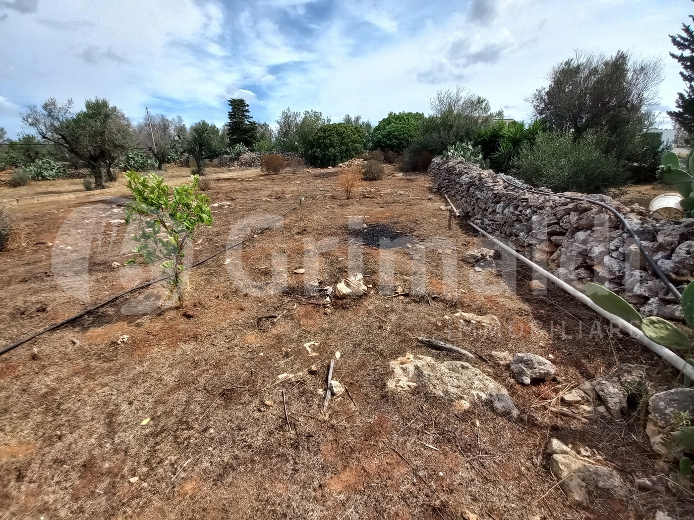 Terreno Agricolo vista mare a Ugento