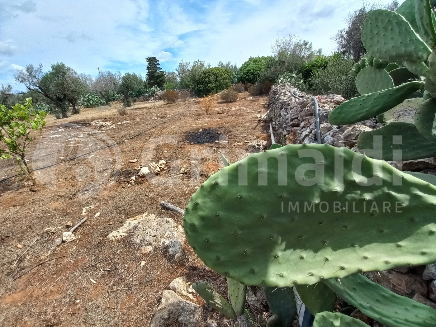 Terreno Agricolo vista mare a Ugento