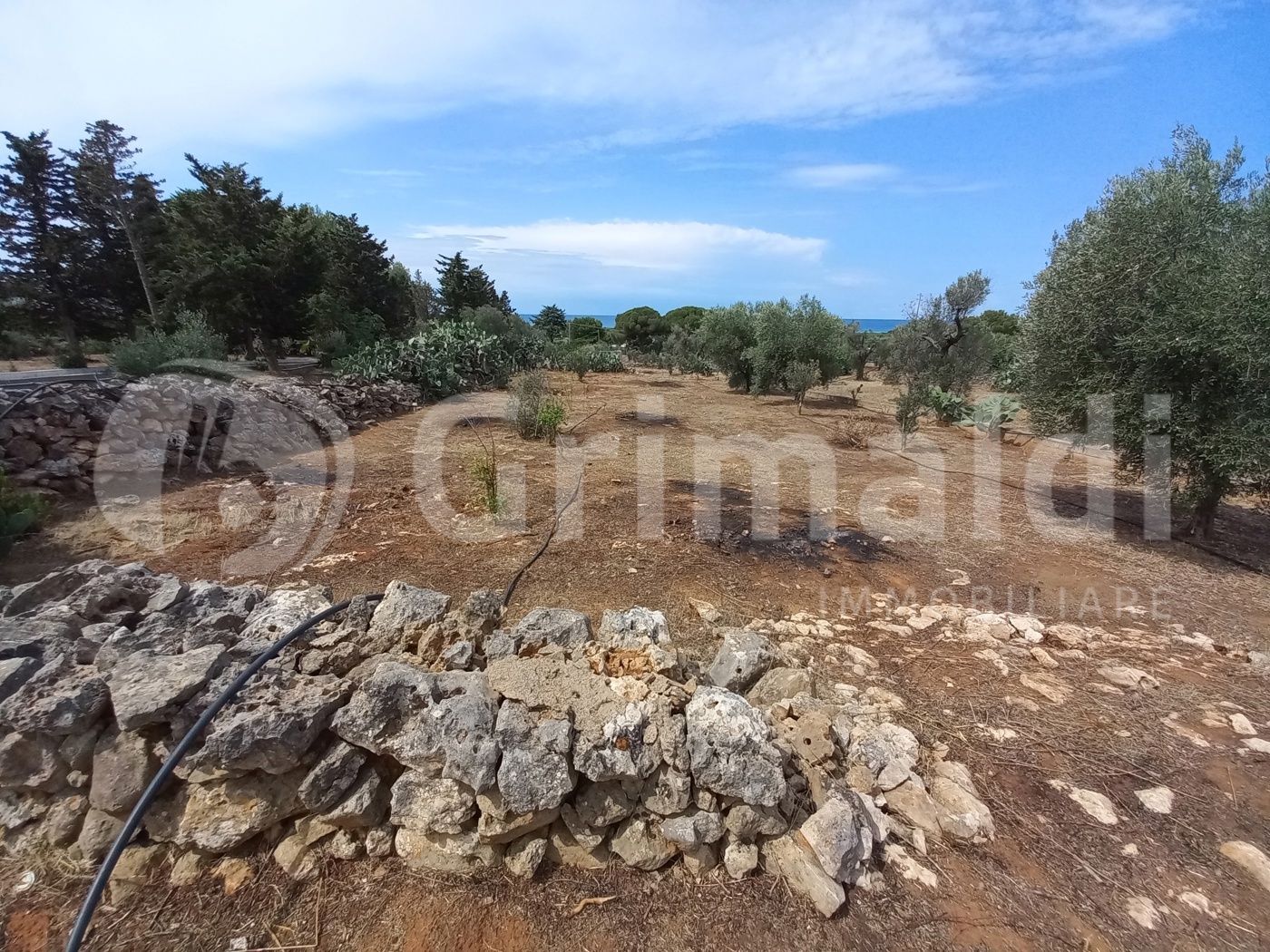 Terreno Agricolo vista mare a Ugento