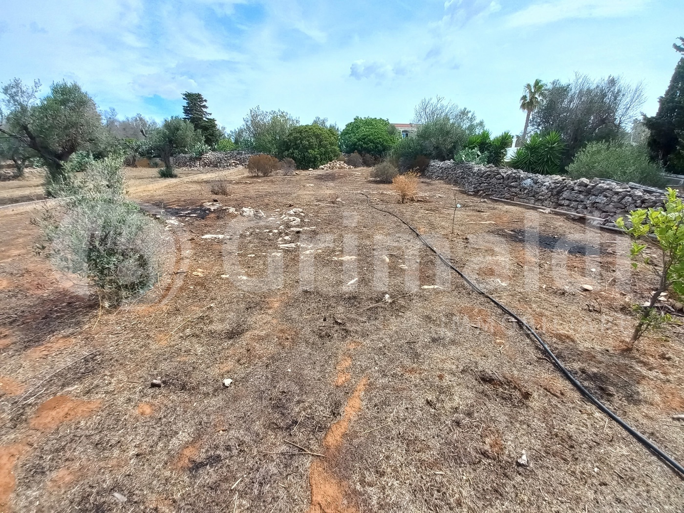 Terreno Agricolo vista mare a Ugento