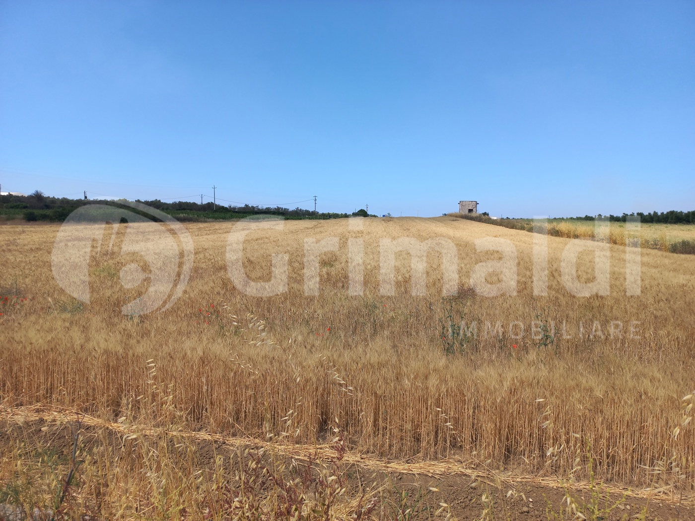 Terreno Agricolo in vendita a Ugento