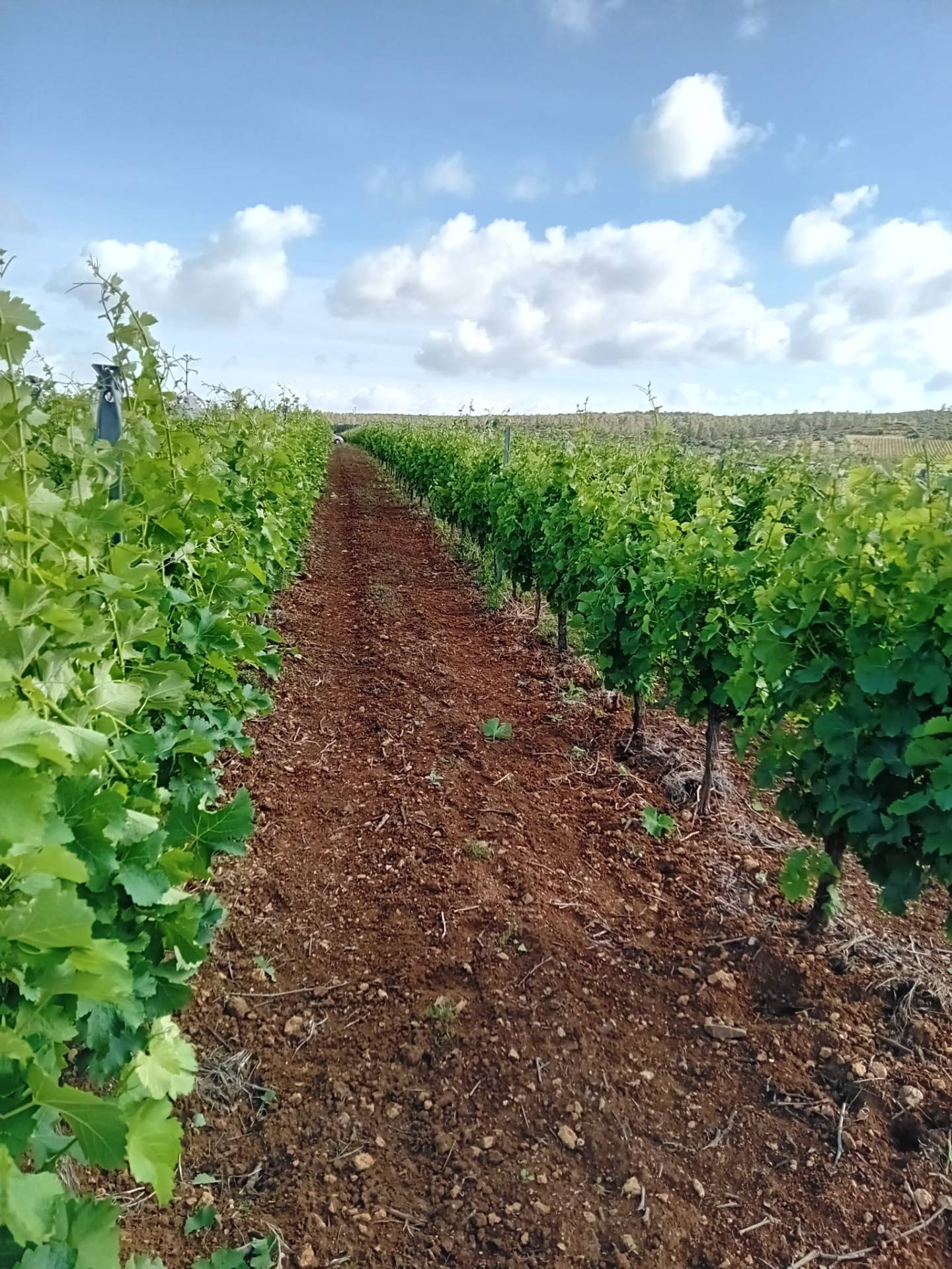 Terreno Agricolo in vendita a Serdiana