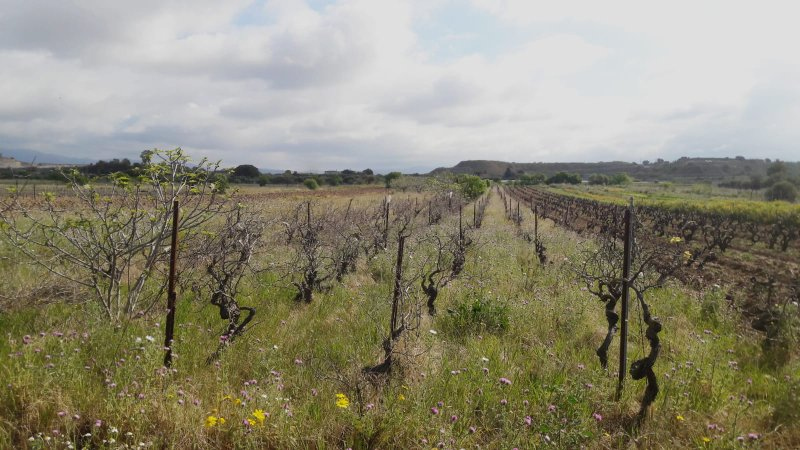 Terreno Agricolo in vendita a Quartu Sant'Elena, Flumini-Separassiu