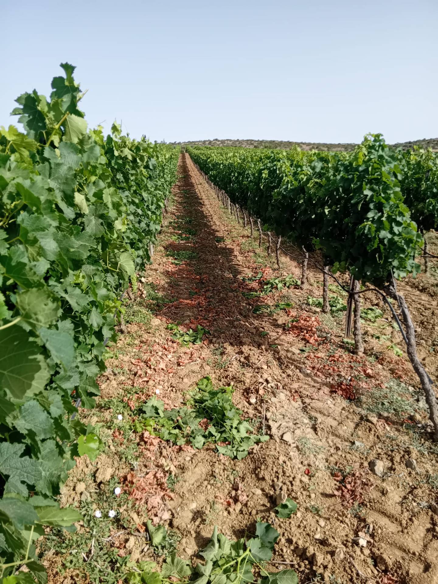 Terreno Agricolo in vendita a Serdiana