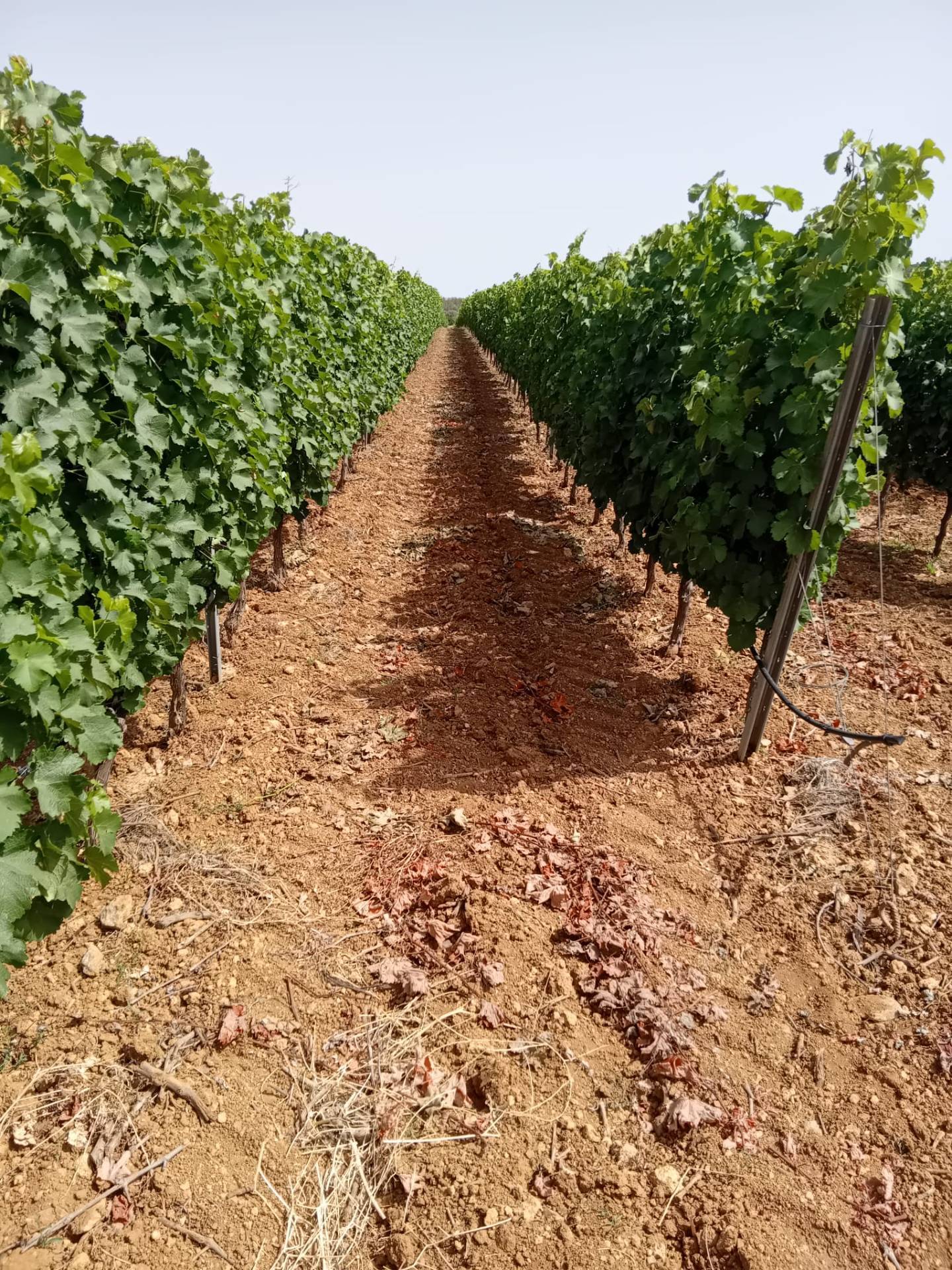 Terreno Agricolo in vendita a Serdiana