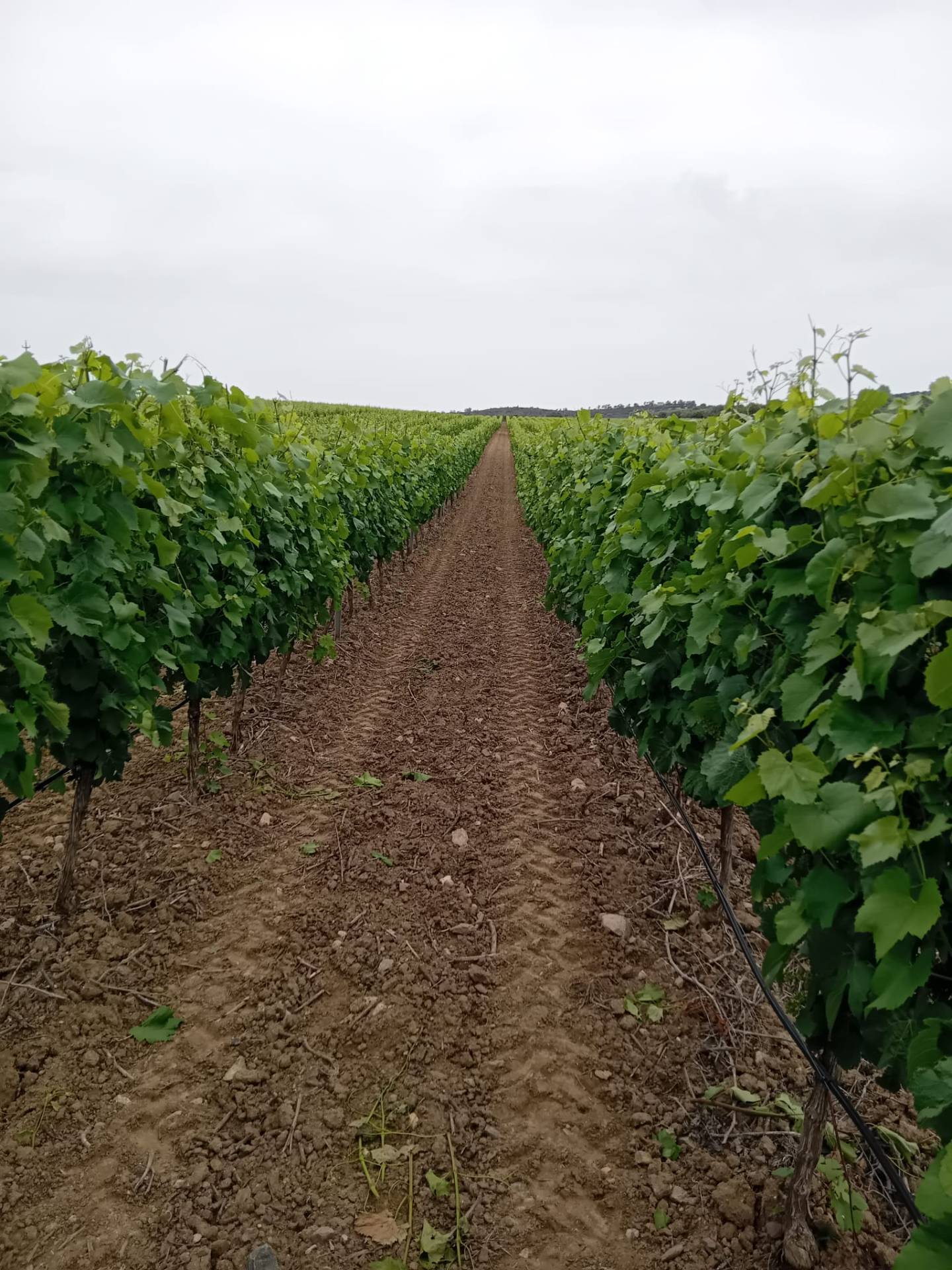 Terreno Agricolo in vendita a Serdiana