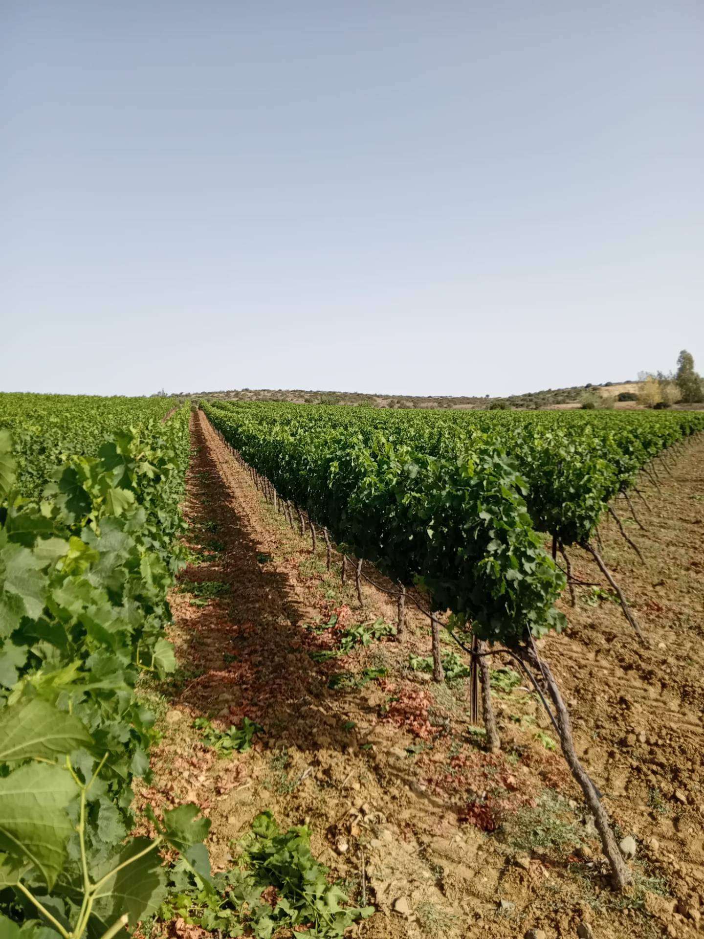 Terreno Agricolo in vendita a Serdiana