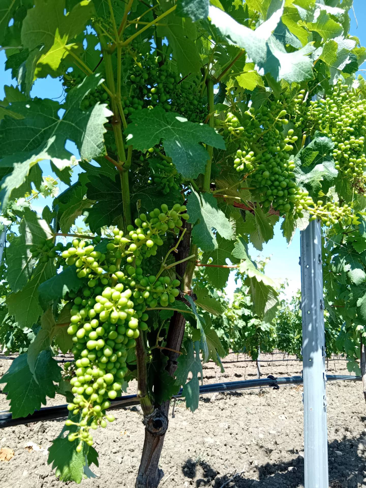 Terreno Agricolo in vendita a Serdiana