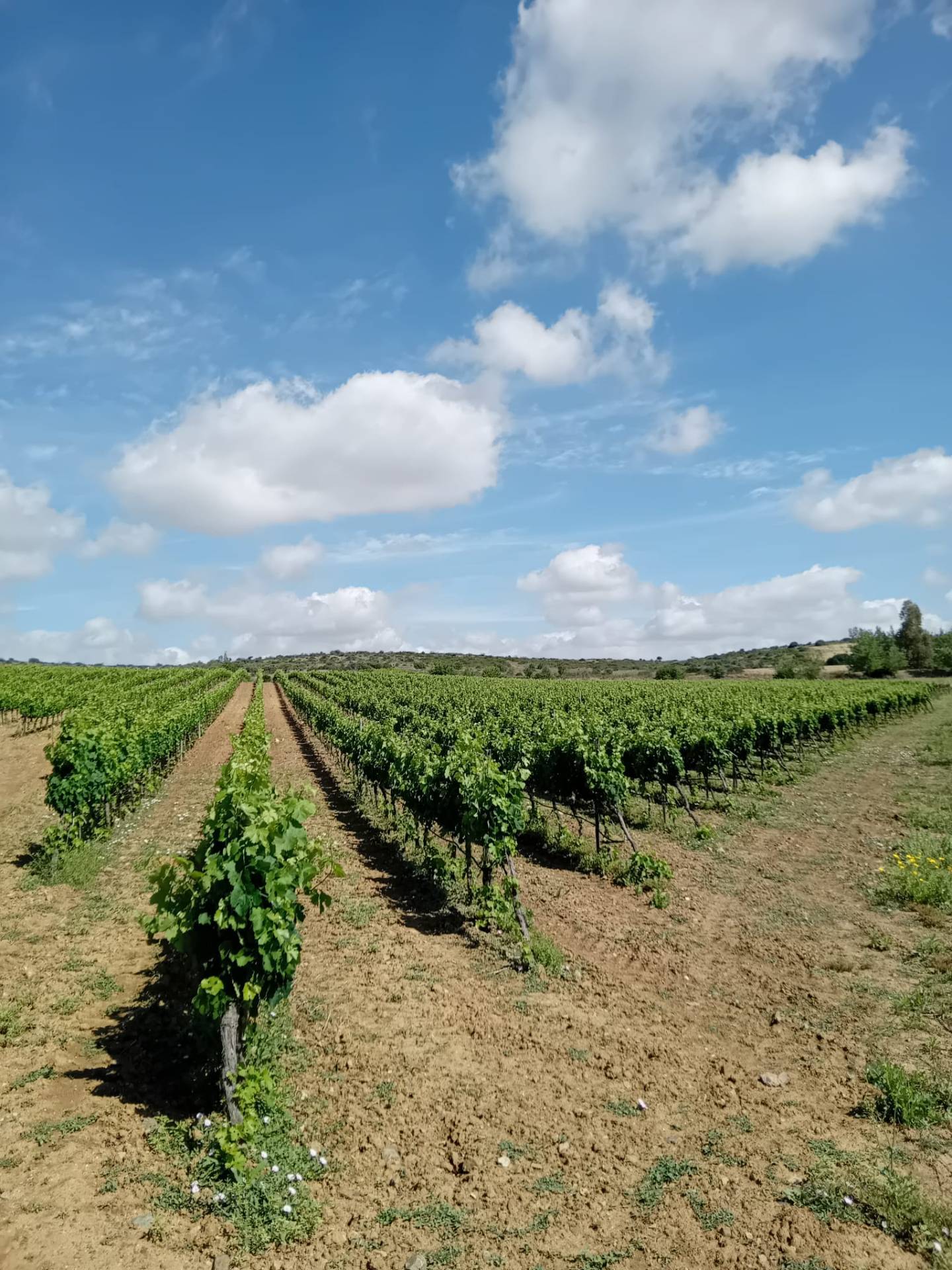 Terreno Agricolo in vendita a Serdiana