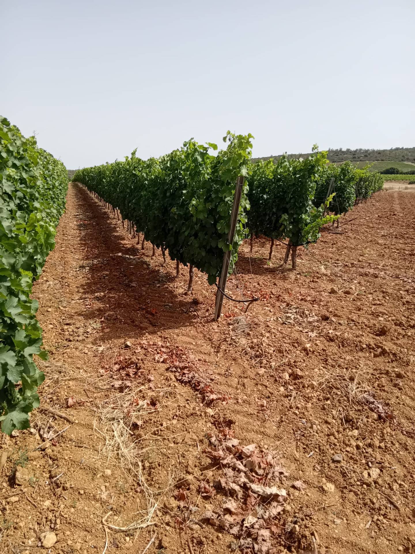 Terreno Agricolo in vendita a Serdiana