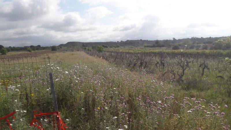 Terreno Agricolo in vendita a Quartu Sant'Elena, Flumini-Separassiu