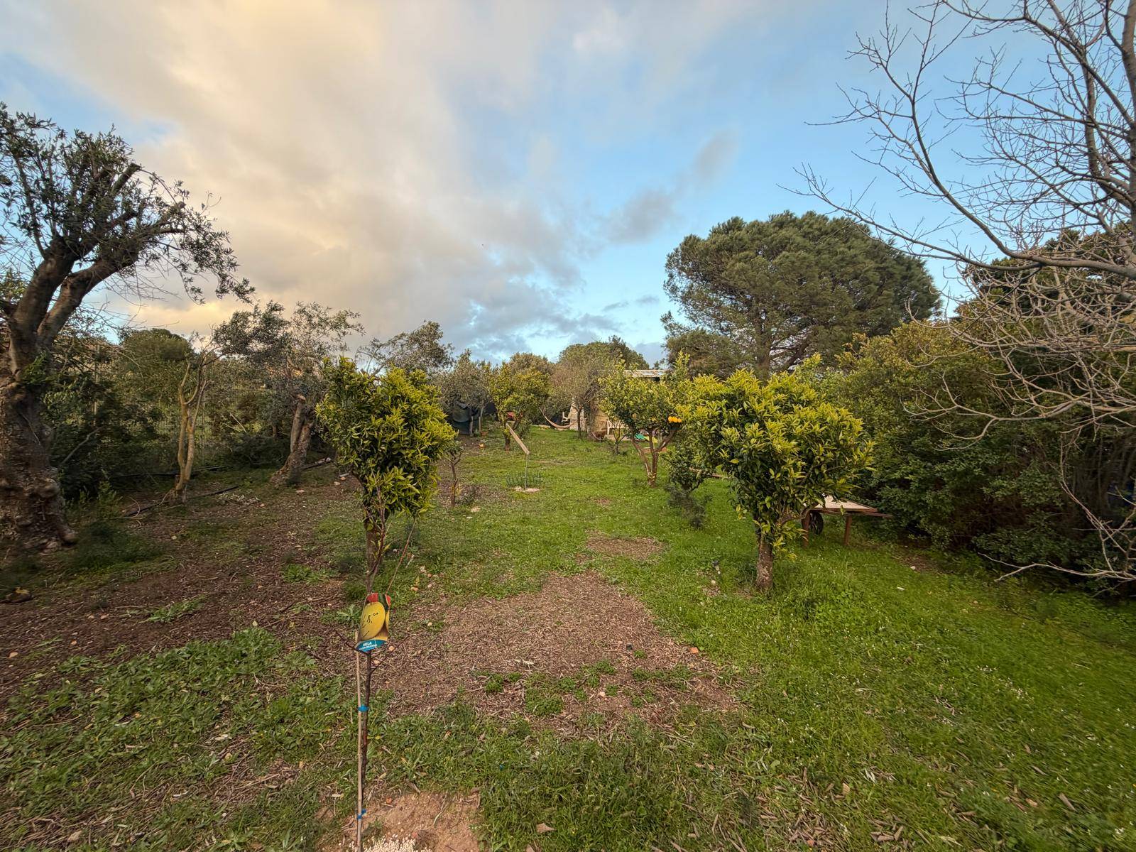 Terreno Agricolo in vendita a Quartucciu, Sant'Isidoro