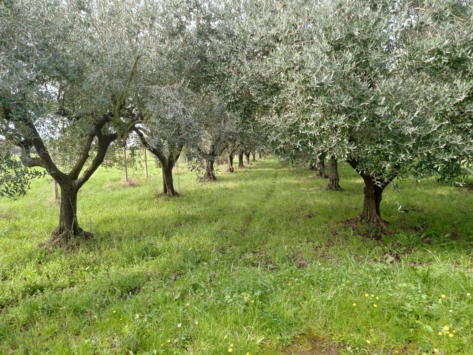 Terreno Agricolo in vendita a Roma