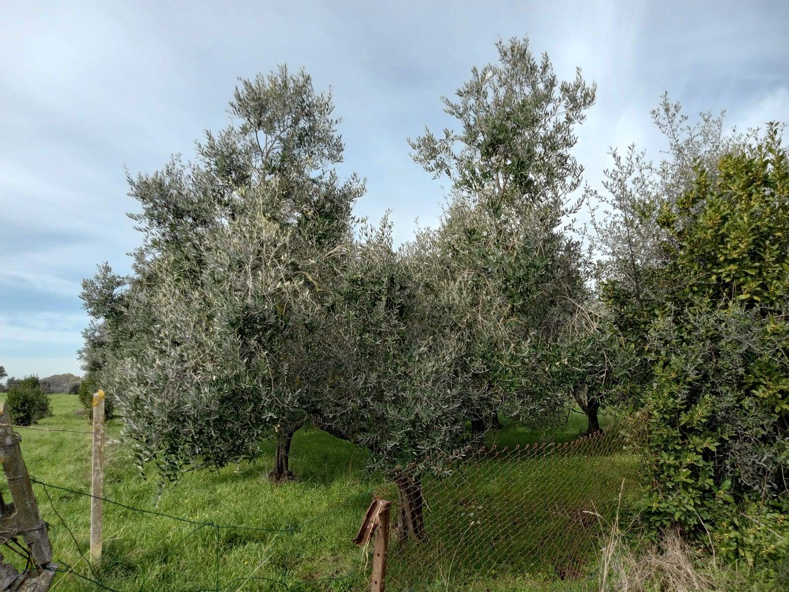 Terreno Agricolo in vendita a Roma
