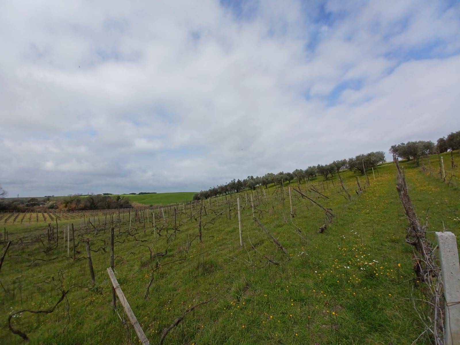 Terreno Agricolo in vendita a Roma