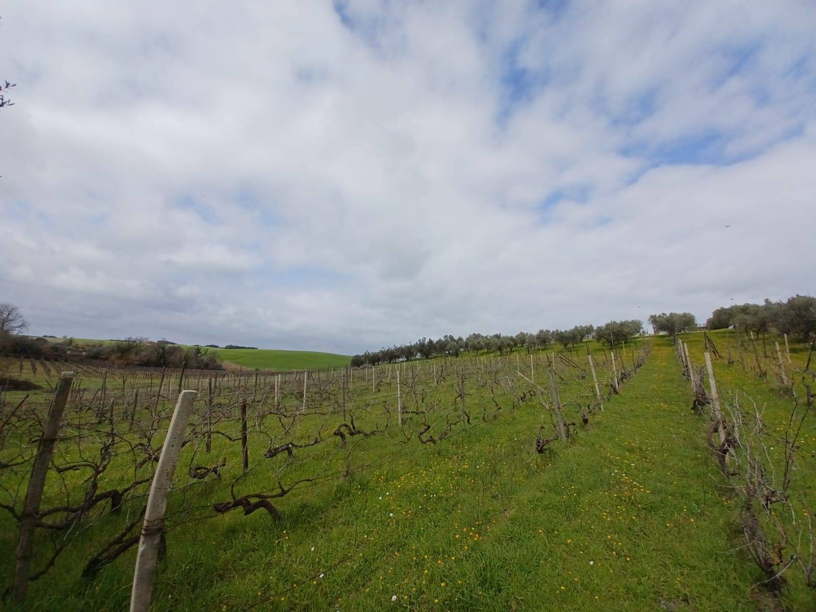 Terreno Agricolo in vendita a Roma