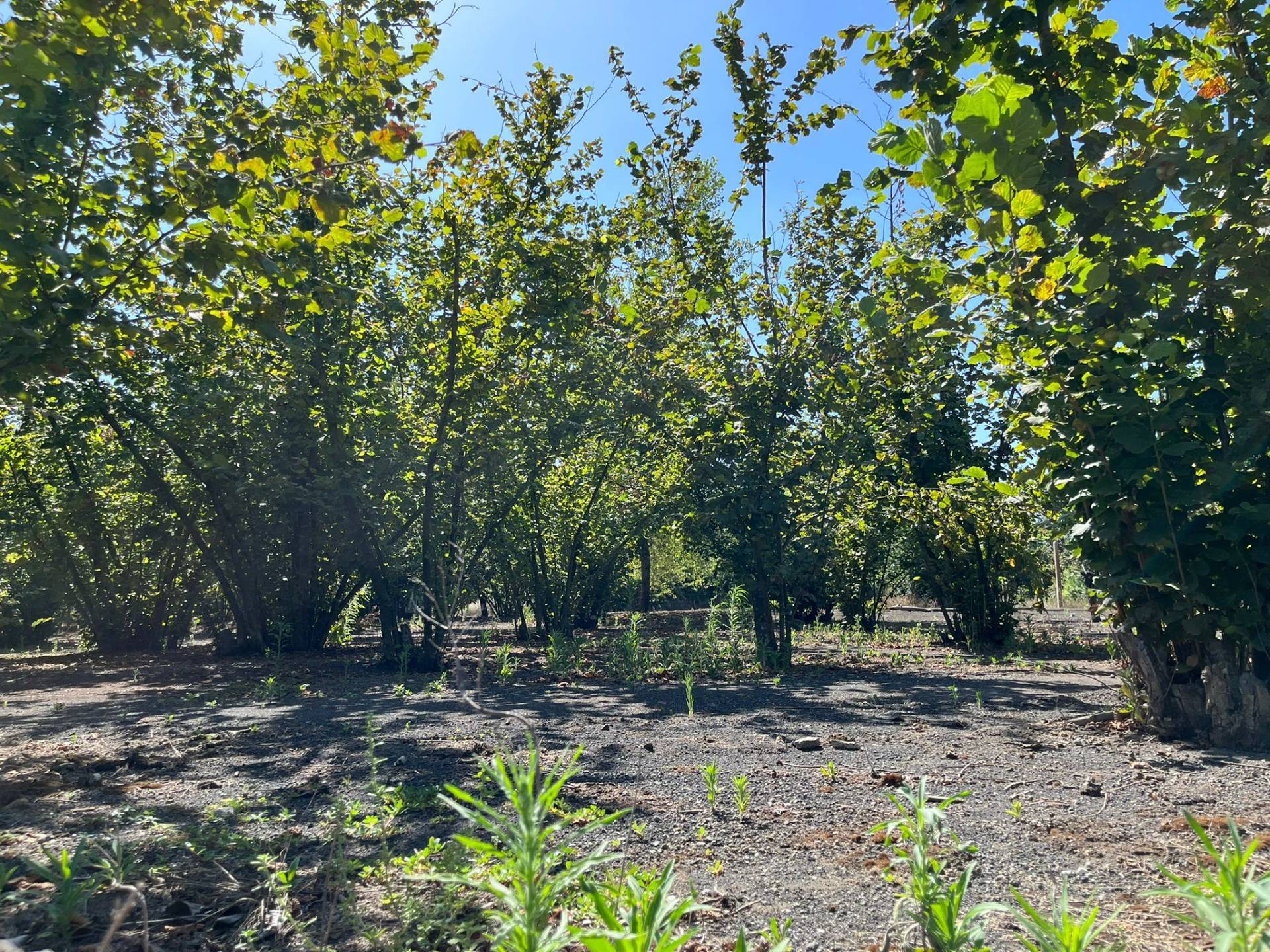 Terreno Agricolo in vendita a Poggiomarino