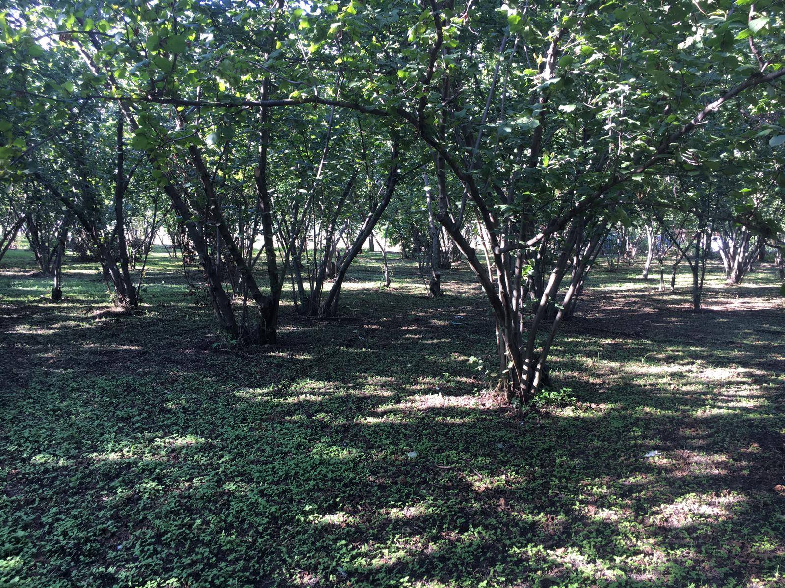 Rustico in vendita a Ottaviano