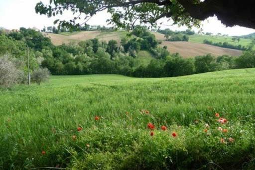 Casa singola - Soluzione indipendente in vendita a Montefiore dell'Aso, Aso