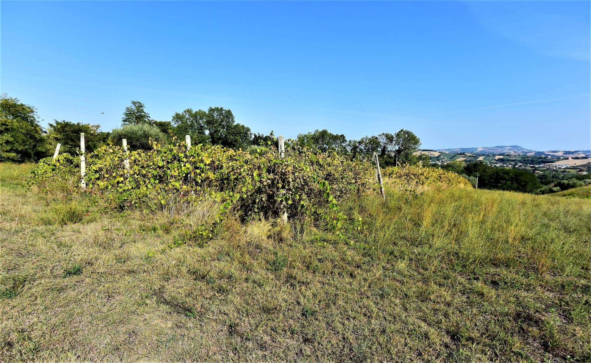 immagine annuncio 3 di 9