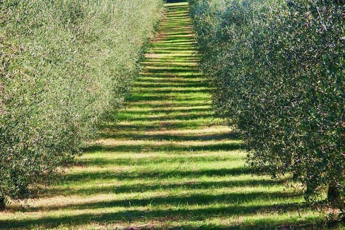 Terreno in vendita a Fermo