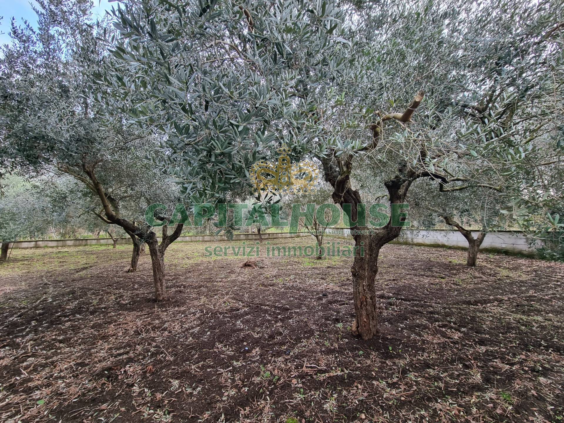 Terreno agricolo in vendita a Maddaloni