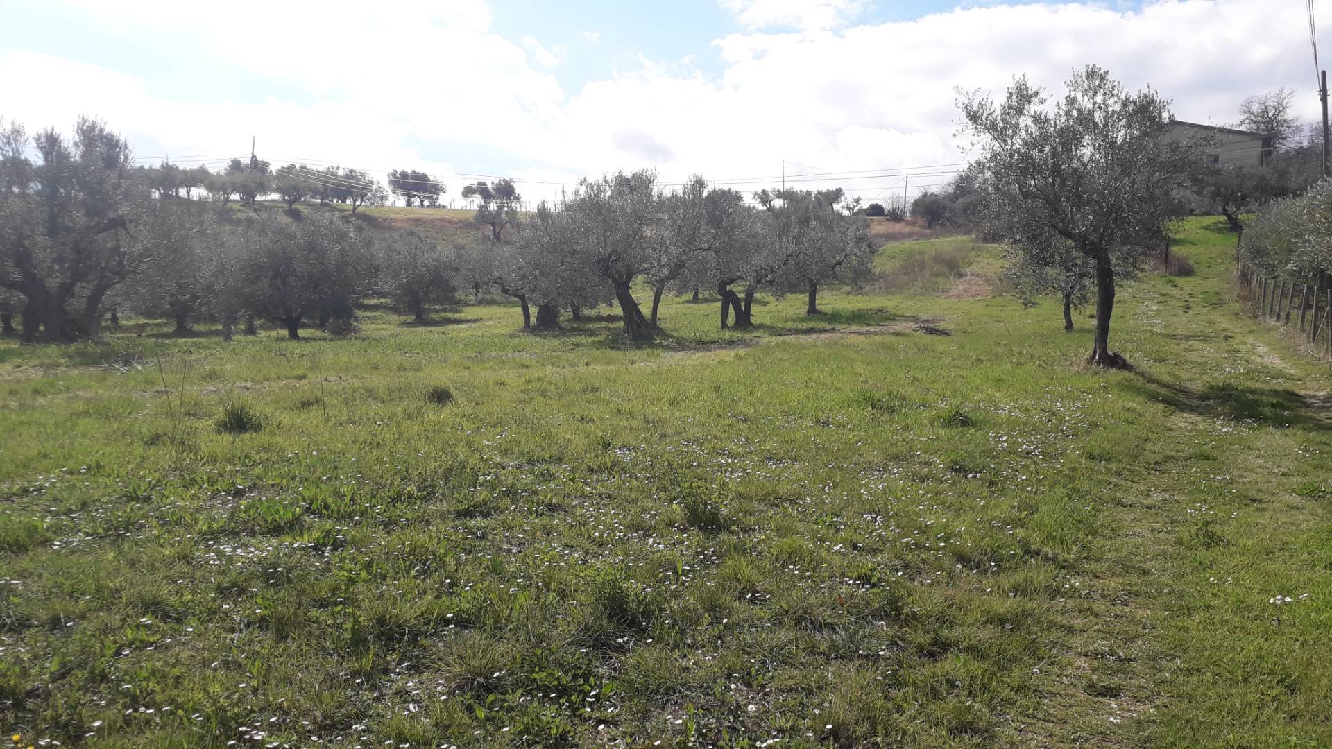 Terreno agricolo ed edificabile in vendita a Bucchianico