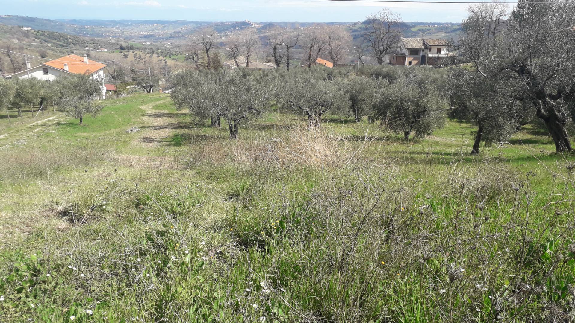 Terreno agricolo ed edificabile in vendita a Bucchianico