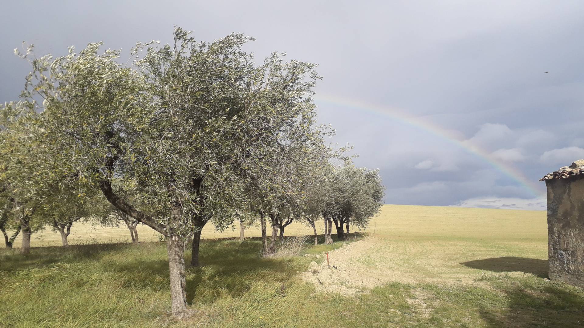 Terreno agricolo ed edificabile in vendita a Alanno