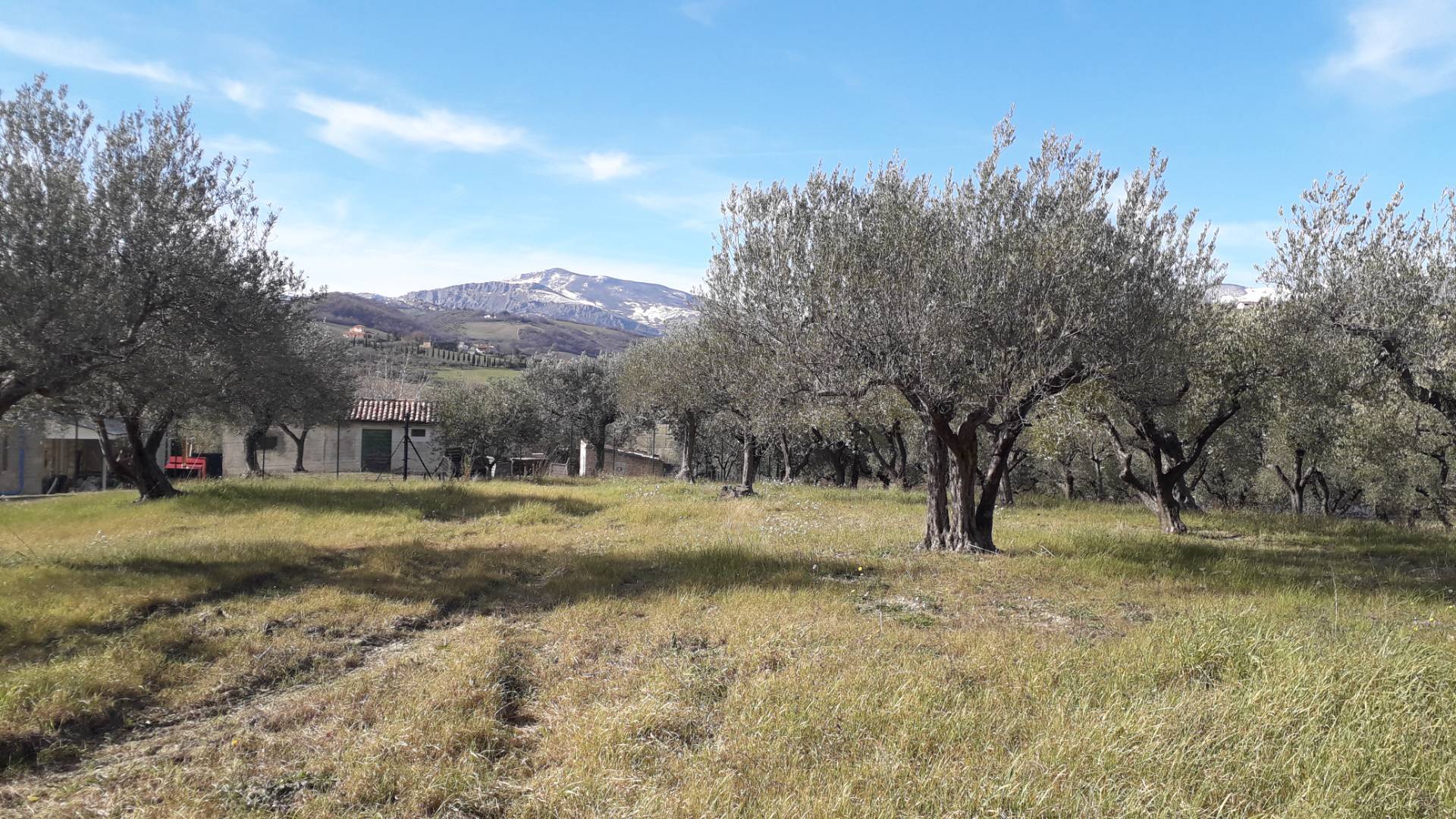 Terreno agricolo ed edificabile in vendita a Alanno