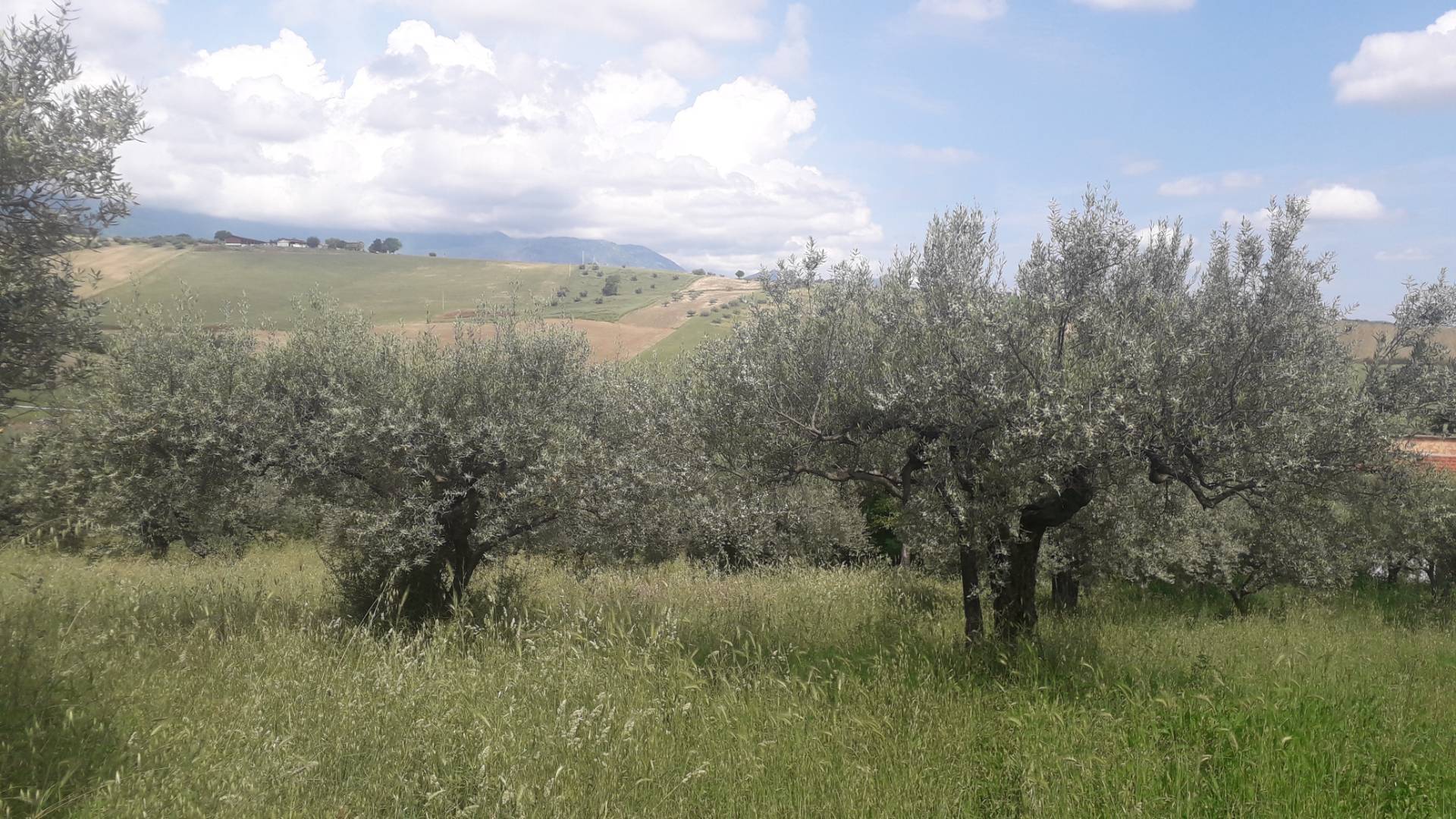 Terreno edificabile in vendita a Alanno