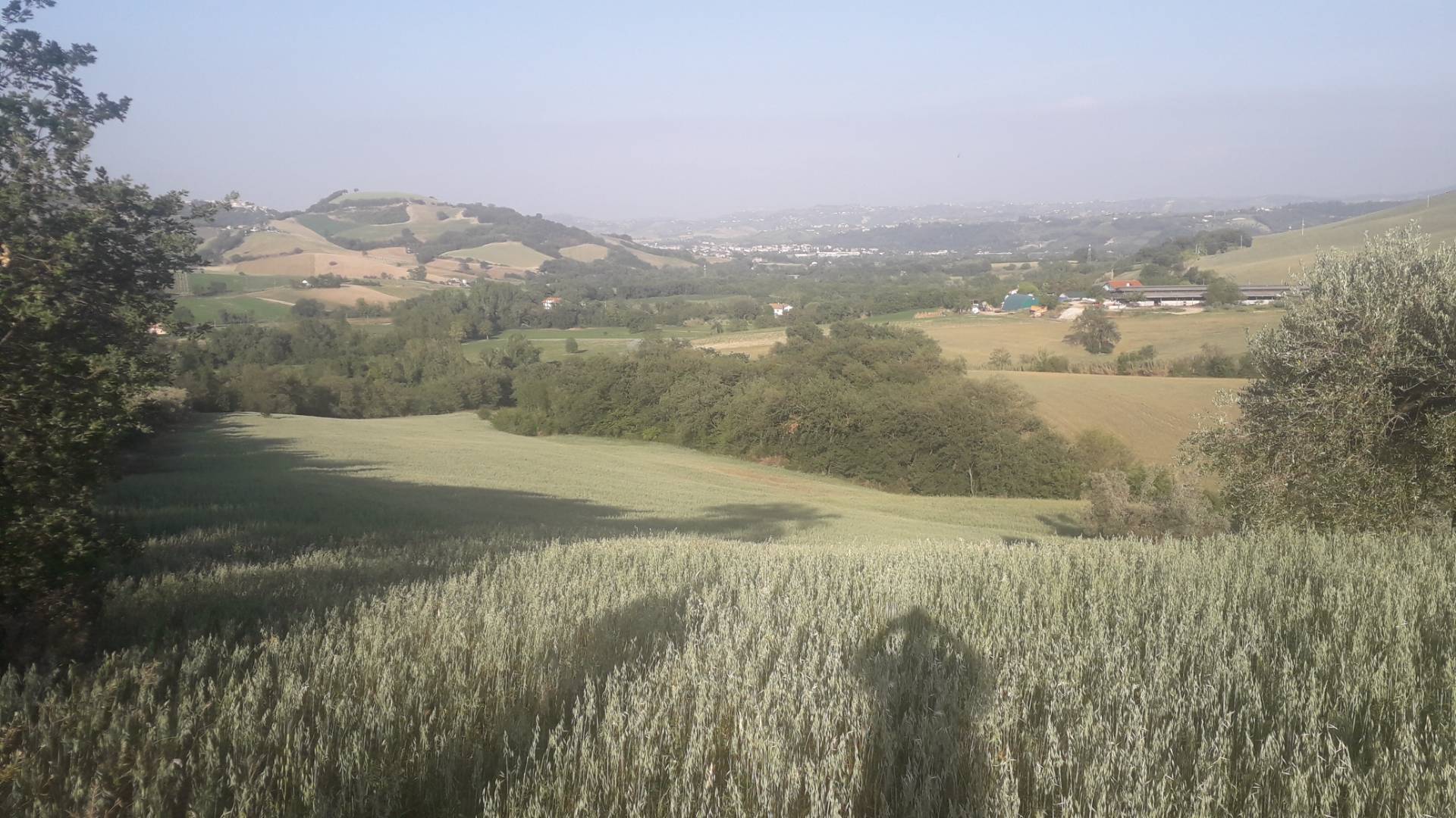 Terreno Agricolo in vendita a Alanno