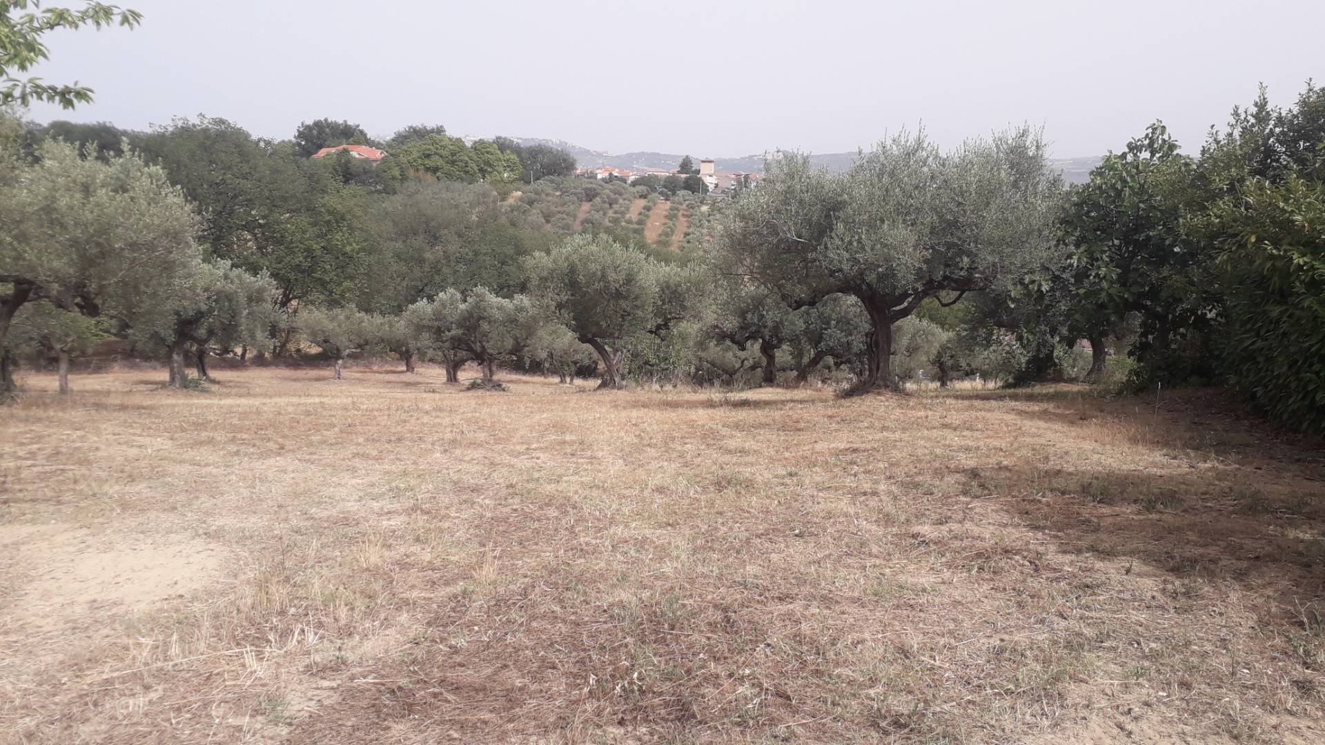 Terreno edificabile in vendita a Cepagatti