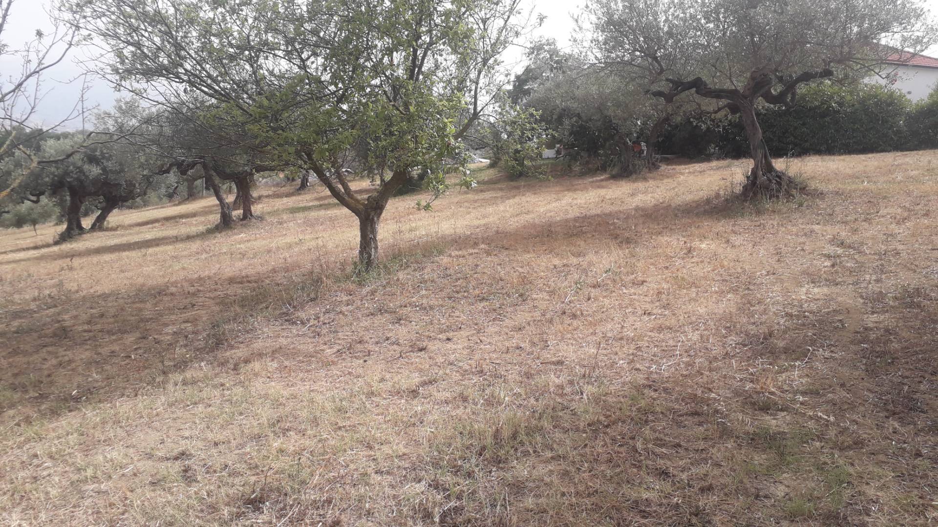 Terreno edificabile in vendita a Cepagatti