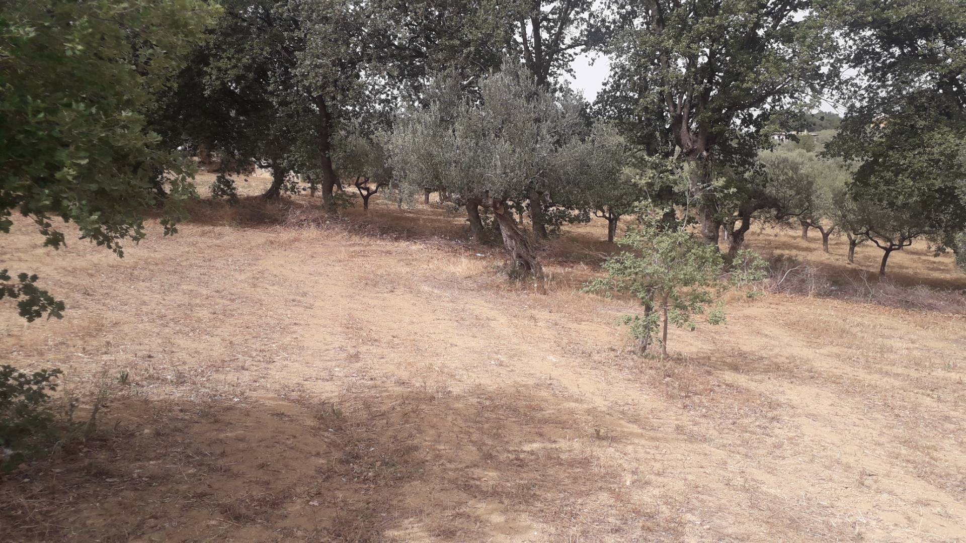 Terreno edificabile in vendita a Cepagatti